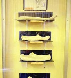 MUSEO DE LA CARRERA DE ANTROPOLOGÍA UTO